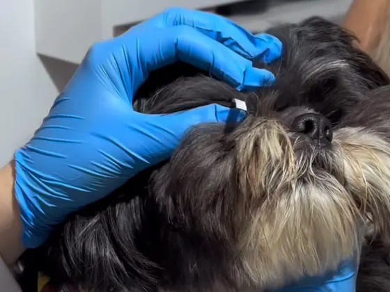 Teste Lacrimal de Schirmer sendo realizado em um cão