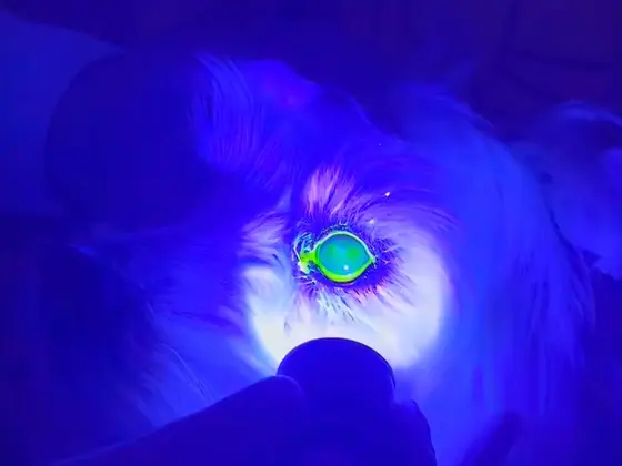 Teste com corante fluoresceína sob luz azul de cobalto