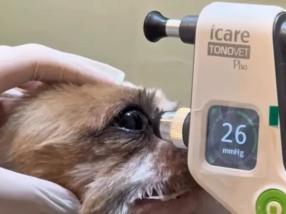 Aferição da pressão intraocular com tonômetro TonoVet Plus