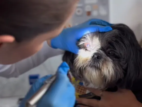 Teste de avaliação da visão em um cão